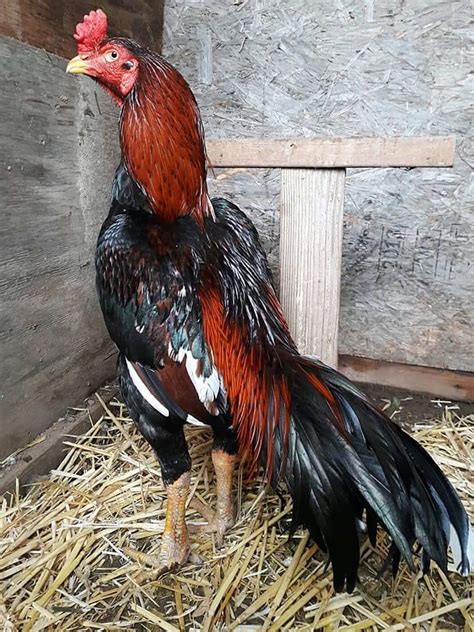 Not open to the public to keep our flock safe from disease. . Serama chicken for sale